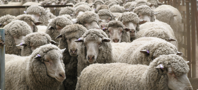 Picture of a group of Merino Sheep