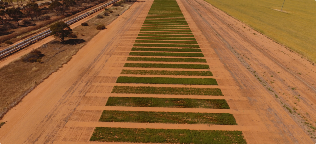 Merredin drone image of field trial