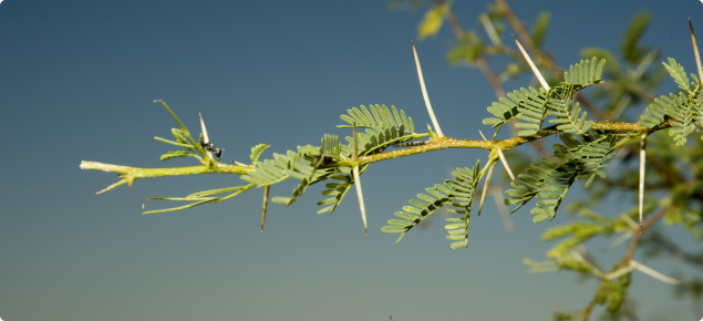 Mesquite branch with bipinnate leaves and spines