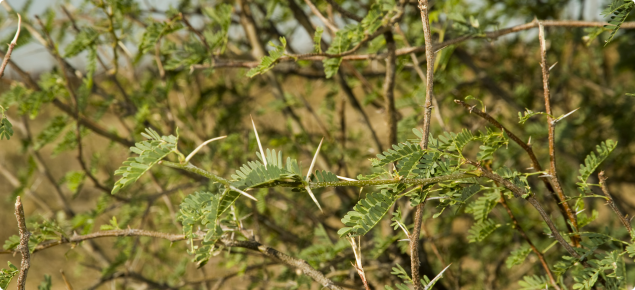 Mesquite branches with bipinnate leaves and spines