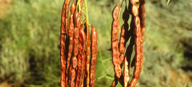 Mesquite seed pods