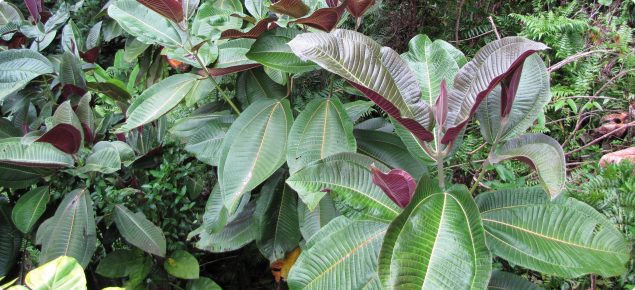 Miconia (Miconia calvescens) leaves