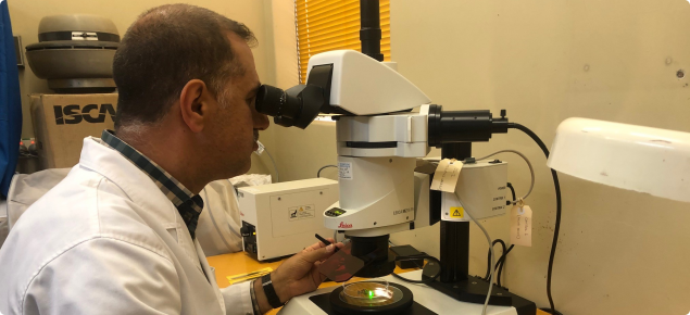 Qfly response officer Basman Al-Jalely looking at sterile Qfly through a microscope.