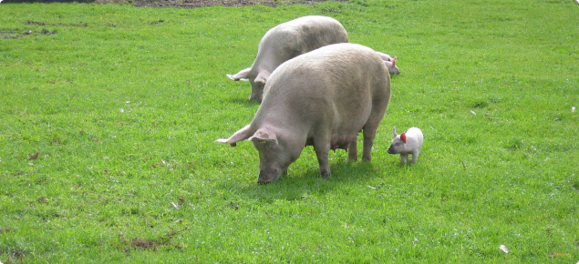 Outdoor pork production, sow and weaner grazing on a free range property.