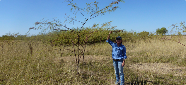 DAFWA staff member next to mimosa pigra