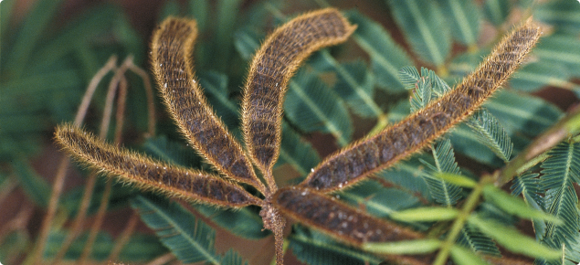 Mimosa seed pods
