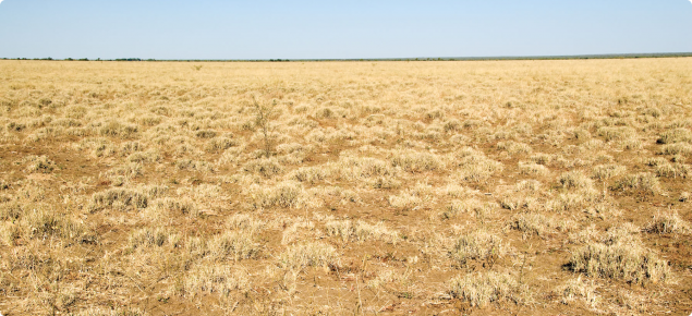 Mitchell grass plains pasture in the Inverway land system