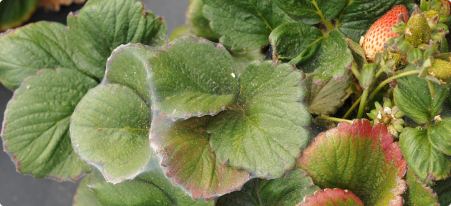 Webbing visible from a heavy mite infestation on this strawberry crop