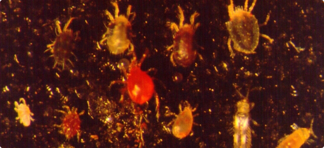 Phytoseiulus persimilis (centre, red colour), the predator of two spotted mite.