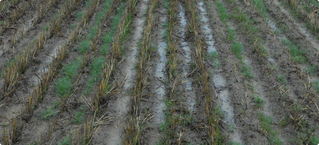 Water ponding on repellent soil after rain