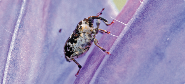 Crown weevil, Mogulones larvatus, on a Paterson's curse flower.