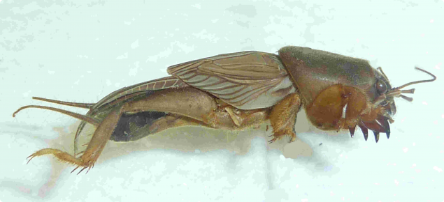 Mole cricket adults chew holes in potato tubers making them unmarketable 