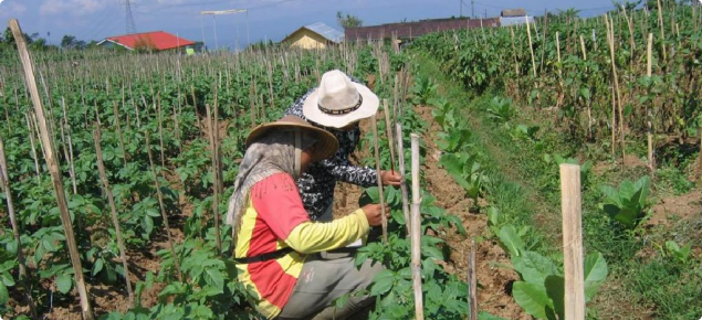 Indonesian farmers monitoring potato crops to avoid unnecessary applications of insecticide