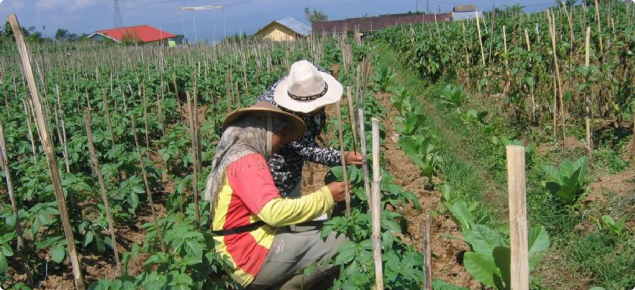 Indonesian farmers monitoring potato crops to avoid unnecessary applications of insecticide