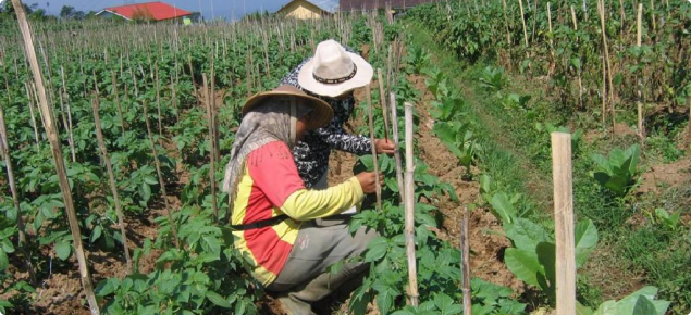 Indonesian farmers monitoring potato crops to avoid unnecessary applications of insecticide 