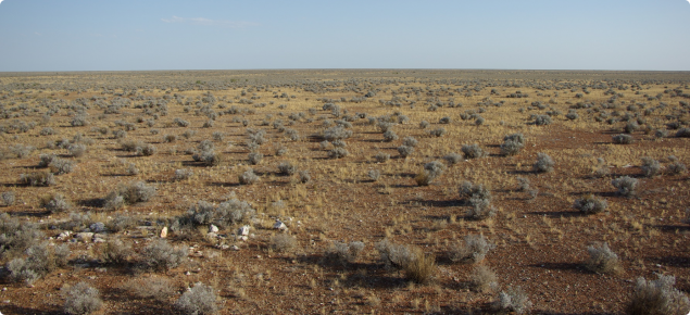 Pearl bluebush low shrubland dominated by pearl bluebush and speargrass, Moonera land system