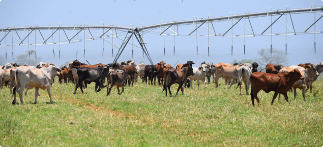 Mowanjum cattle under pivot