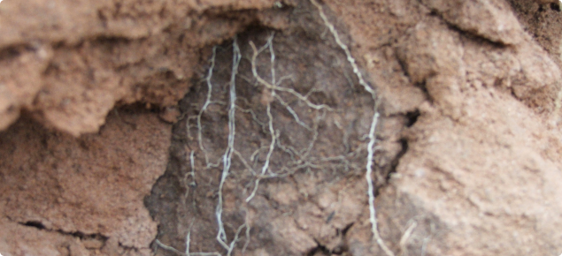 roots confined to cracks filled with topsoil in a compact soil 