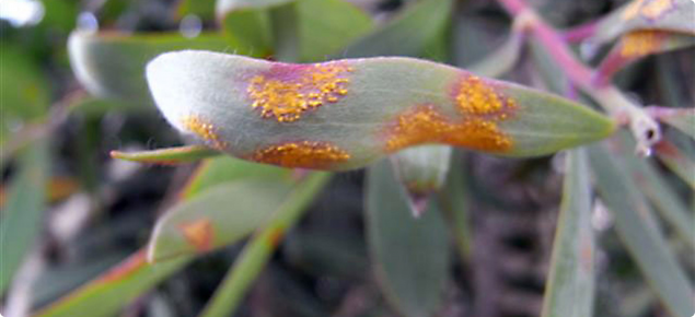 Orange pustules of myrtle rust on green Melaleuca leaves