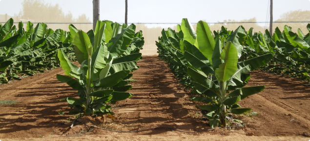 bananas growing under net