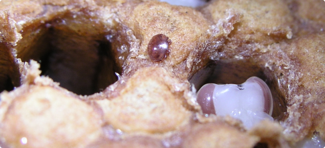 Varroa mite in brood is small, shiny and reddish brown