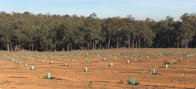 Nannup Truffle Farm - Plantings.jpg