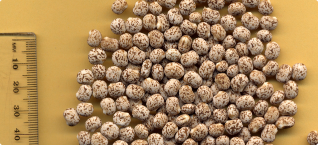 Photograph of about 100 seeds of narrow-leaved lupin lying flat on a table. The seeds have a rounded kidney shape and are beige coloured with brown mottling. The scale to the left of the photograph indicates seeds are about 7 mm at their widest.