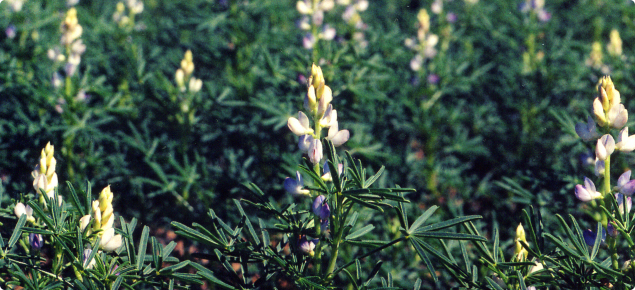 A close cropped photograph of a narrow-leafed lupin crop. In the foreground lupin plants can be seen with deep green, narrow leaves and raceme of white flowers with a purplish tinge protruding from the main stem. The bulk crop is seen in the background.