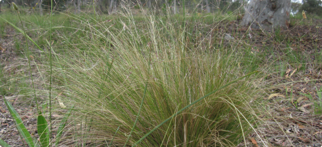 Serrated tussock (Nasella trichotoma) plant