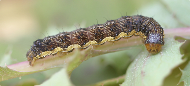 Native budworm caterpillar