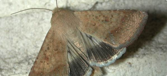 An adult native budworm moth. 