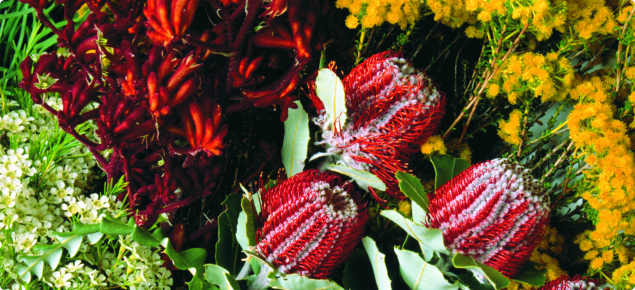 A selection of Western Austrralian native wildflowers including Kangaroo Paw, Banksia, Wax flowers and Verticordia feather flowers 