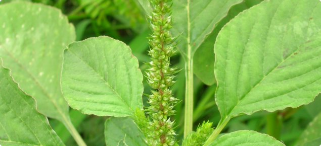 Needle burr habit