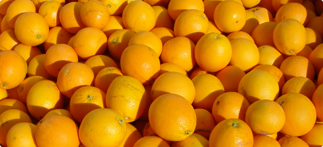 Newhall navel orange fruit in bin after harvesting - 2008