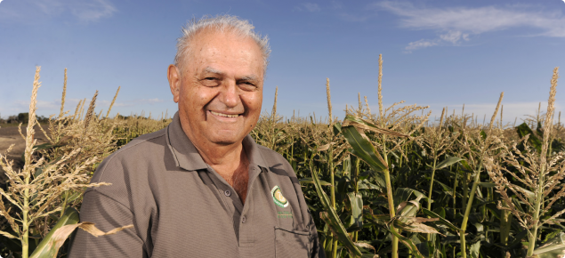 Grower Nick Trandos stands in an export corn crop