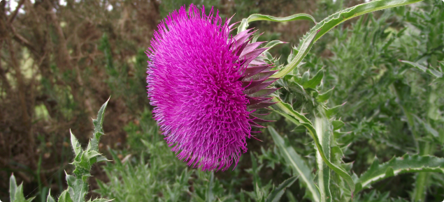 Nodding thistle flower head and a portion of the thistle leaf to the left of image