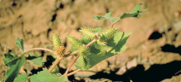 Close up view of noogoora burr showing the spiny burrs that can be a serious contaminant of wool