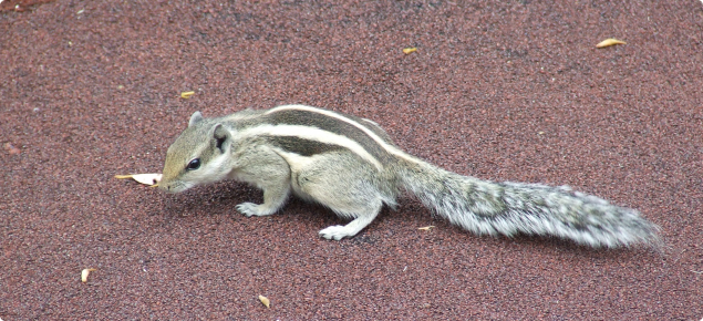 Palm squirrel standing on a pavement