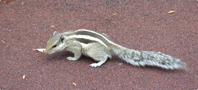 Northern palm squirrel on ground