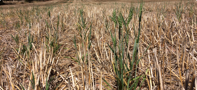 Wheat plants growing amongst wheat stubble