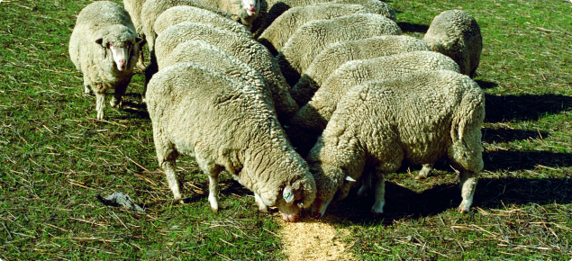 Sheep eating grain