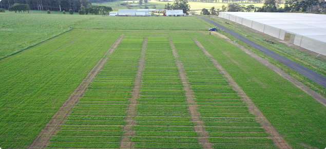 Trial plot area