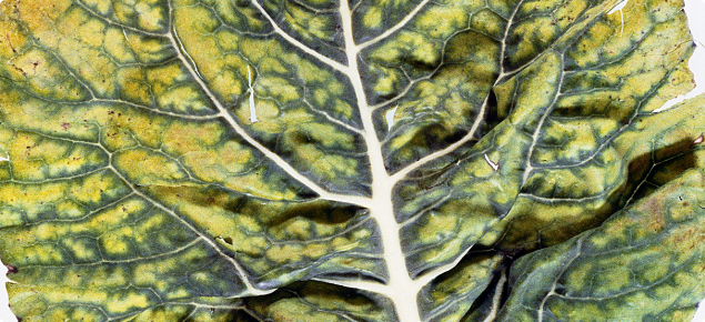 Leaf with yellow and green mottling.