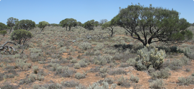 Myall woodland over saltbush shrubland, Nyanga land system