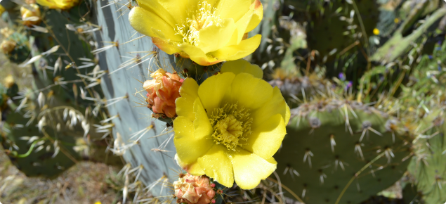 Wheel cactus yellow flower