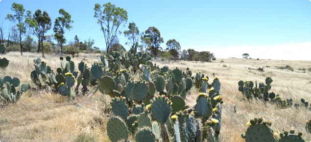 Opuntia robusta