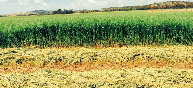 Hay crop