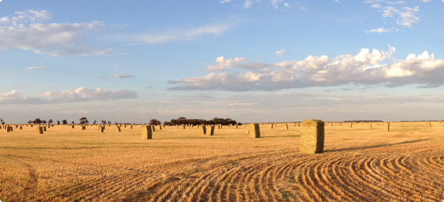 Export oaten hay baled in broadacre paddock