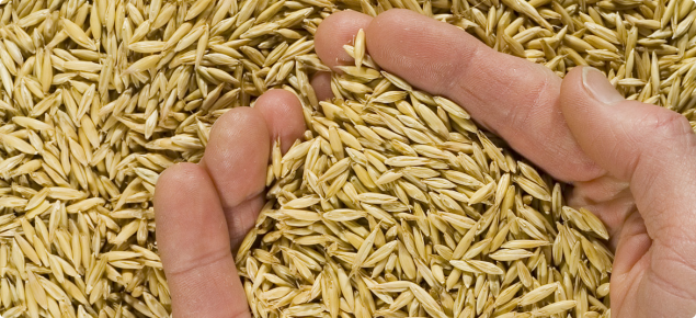 Two hands scooping bright grain from a pile of oats