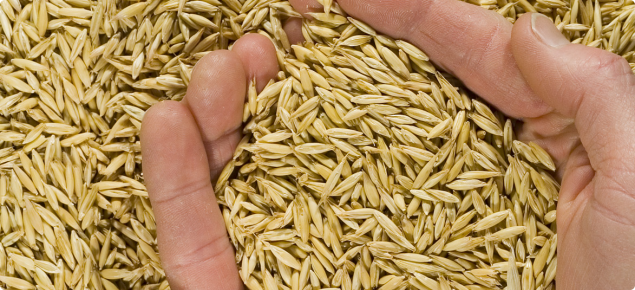 A handful of bright, plump oat grain.